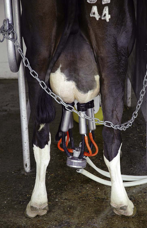 Who invented the earliest milking machines? Handy Answer Book